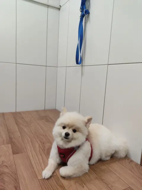 Alfa Pet Kuaför fotoğraf 5