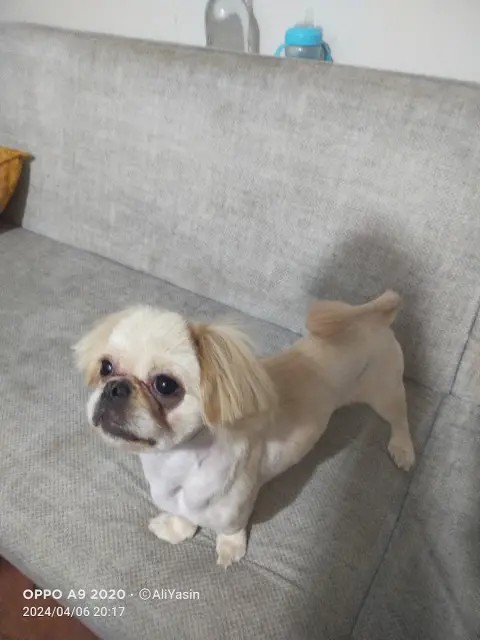 Tarçın pet kuaför & petshop fotoğraf 2