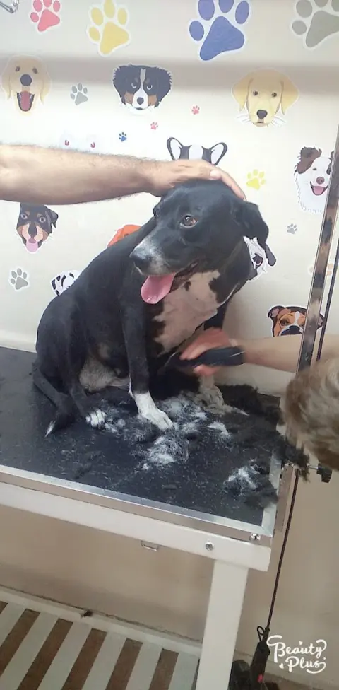 Tarçın pet kuaför & petshop fotoğraf 4