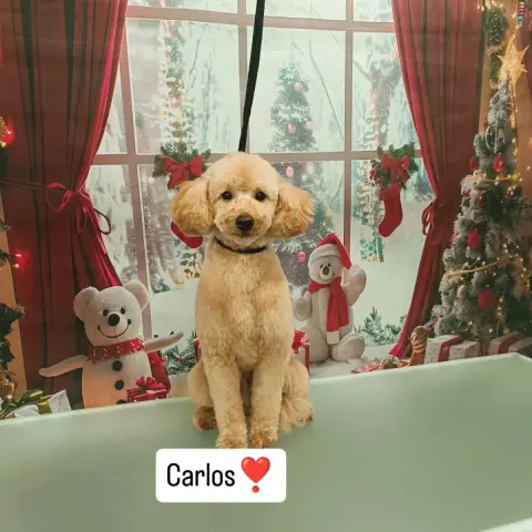 Armes Pet Kuaför fotoğraf 2
