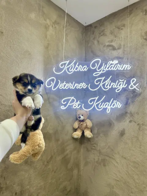 Malatya Pet Kuaför Veteriner Kübra Yıldırım fotoğraf 3