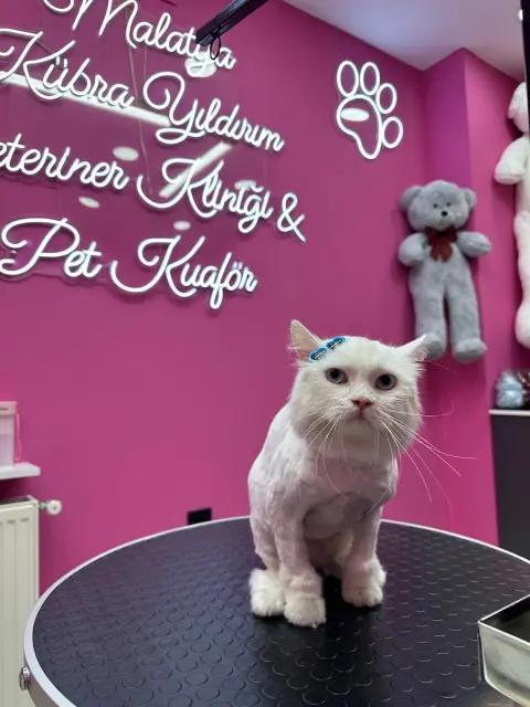 Malatya Pet Kuaför Veteriner Kübra Yıldırım fotoğraf 5