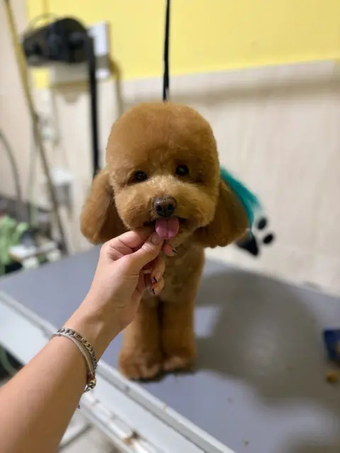 Pet Kuaför Hurma fotoğraf 2