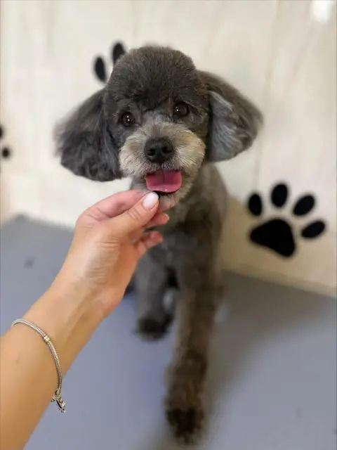 Pet Kuaför Hurma fotoğraf 3