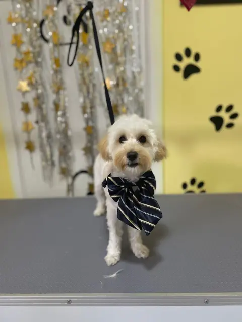 Pet Kuaför Hurma fotoğraf 5