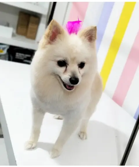 Lily Pet Kuaför fotoğraf 2