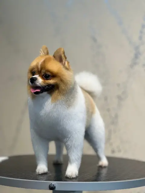 Alber Paws Pet Kuaför & Butik fotoğraf 2