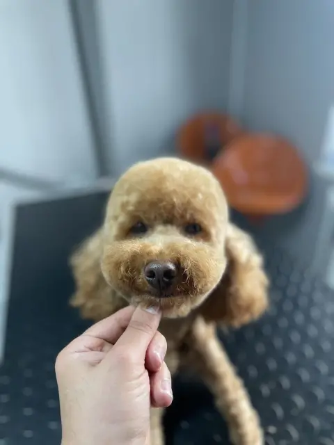 Alber Paws Pet Kuaför & Butik fotoğraf 3
