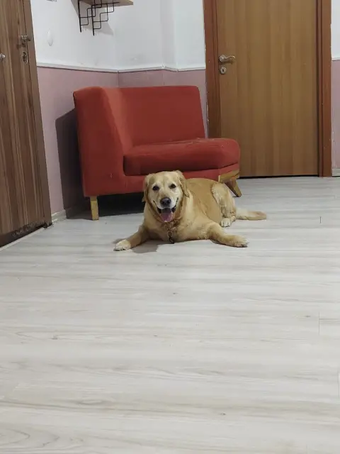 Patisu Pet Kuaför fotoğraf 2