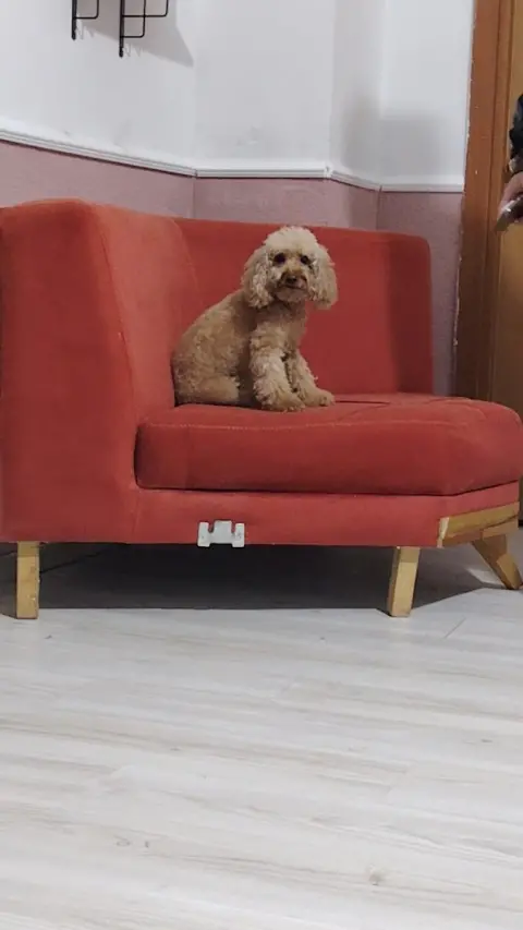 Patisu Pet Kuaför fotoğraf 3