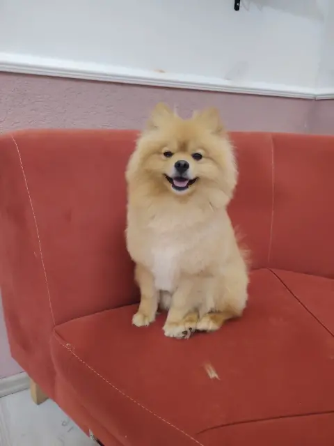 Patisu Pet Kuaför fotoğraf 4