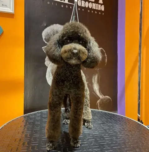 ARİS PETSHOP & PET KUAFÖR fotoğraf 2
