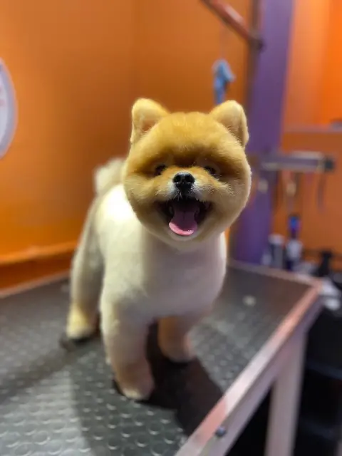 ARİS PETSHOP & PET KUAFÖR fotoğraf 3