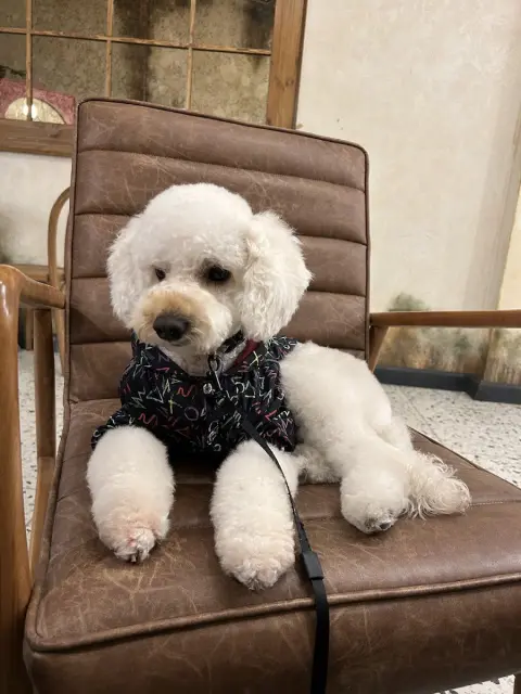 ARİS PETSHOP & PET KUAFÖR fotoğraf 4