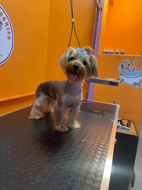 ARİS PETSHOP & PET KUAFÖR fotoğraf 5