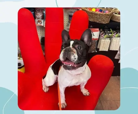 Coco Pet Kuaför&Spa | Pet Kuaför Eğitim Merkezi fotoğraf 3