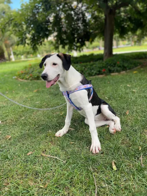 Coco Pet Kuaför&Spa | Pet Kuaför Eğitim Merkezi fotoğraf 4