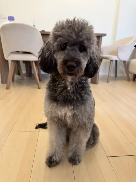Coco Pet Kuaför&Spa | Pet Kuaför Eğitim Merkezi fotoğraf 5