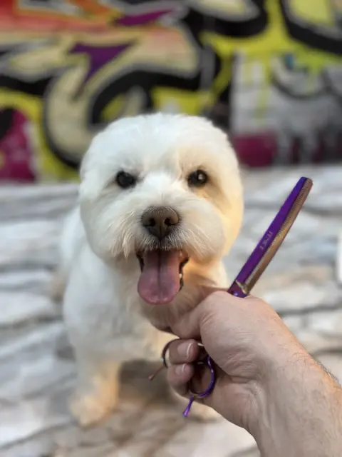 MALATYA PET KUAFÖR fotoğraf 3