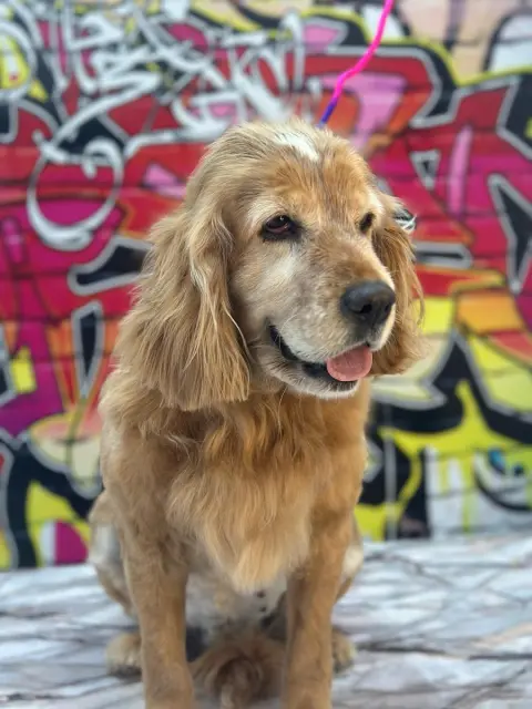 MALATYA PET KUAFÖR fotoğraf 5