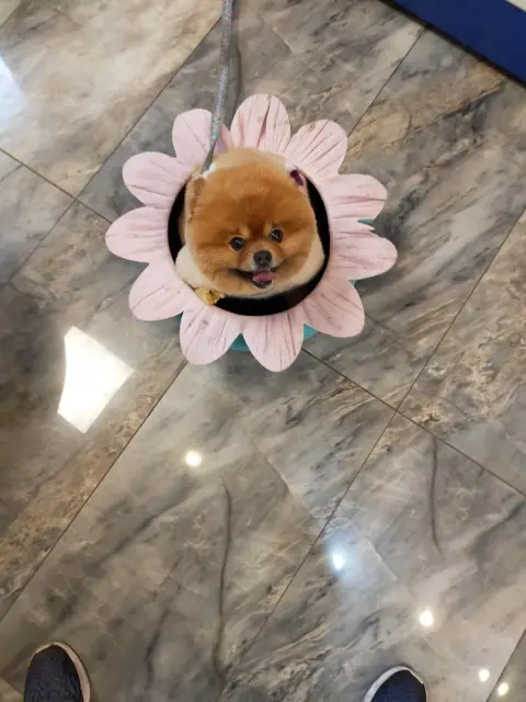 Pet Kuaför & Spa Pet Republic fotoğraf 4