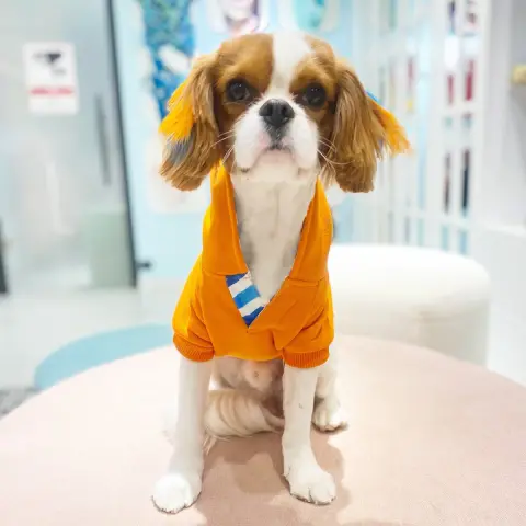 Poupee Paws Pet Kuaför & Butik fotoğraf 2
