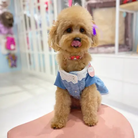 Poupee Paws Pet Kuaför & Butik fotoğraf 3