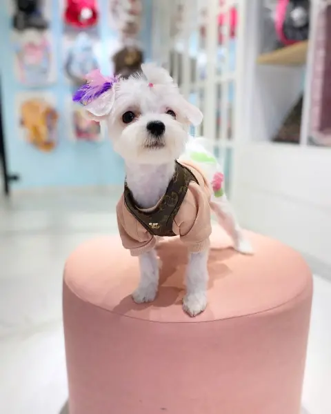 Poupee Paws Pet Kuaför & Butik fotoğraf 4