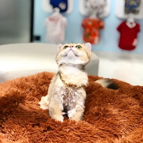 Poupee Paws Pet Kuaför & Butik fotoğraf 5