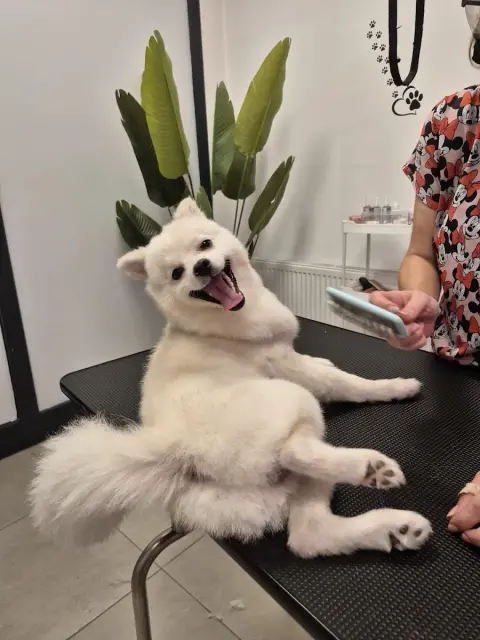 Nilüfer Petshop & Pet Kuaför ve Spa Bakım Merkezi fotoğraf 2