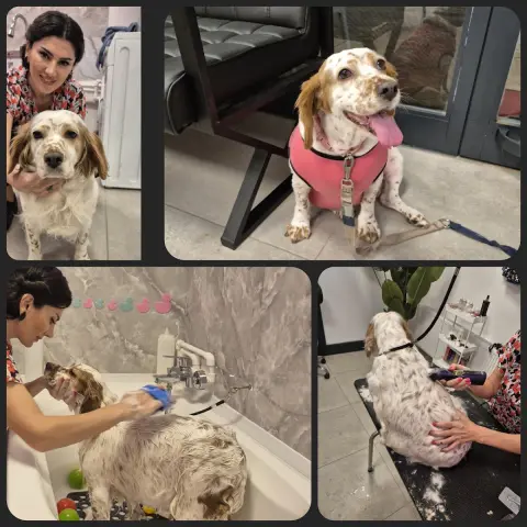 Nilüfer Petshop & Pet Kuaför ve Spa Bakım Merkezi fotoğraf 4