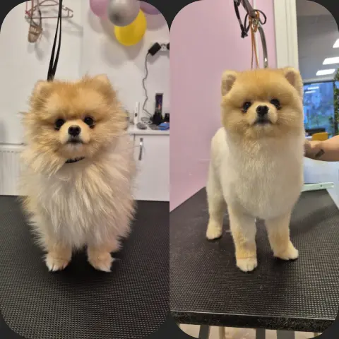 Nilüfer Petshop & Pet Kuaför ve Spa Bakım Merkezi fotoğraf 5