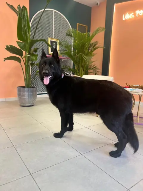 Ulus Pet Kuaför fotoğraf 4