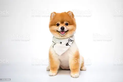 Katya Pet Kuaför fotoğraf 2