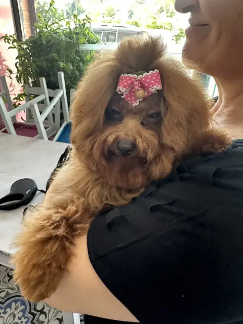 Patikür Pet Kuaför fotoğraf 2