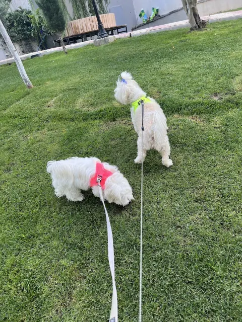 Patikür Pet Kuaför fotoğraf 3