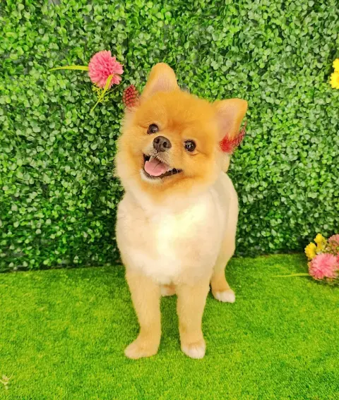 Lüleburgaz Pati Pet Kuaförü Spa Butik Petshop Club fotoğraf 2