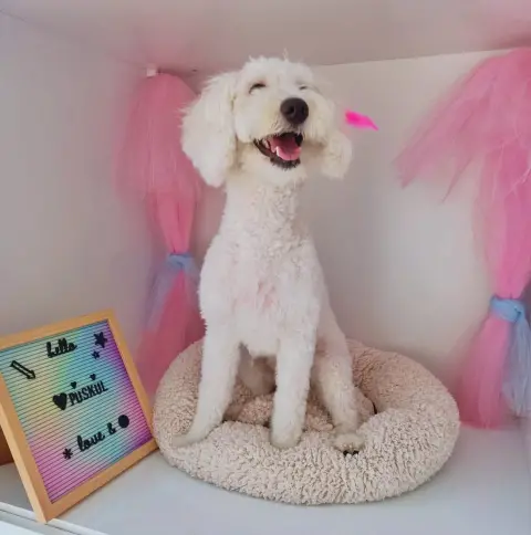 Lüleburgaz Pati Pet Kuaförü Spa Butik Petshop Club fotoğraf 3
