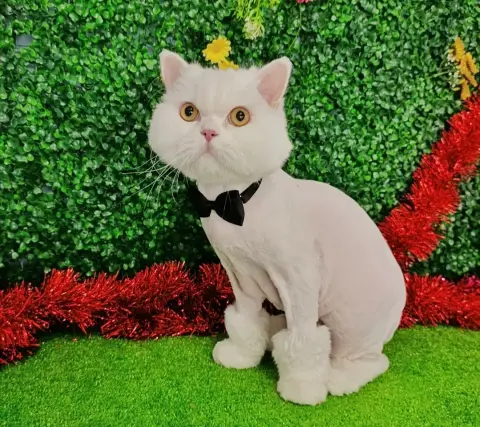 Lüleburgaz Pati Pet Kuaförü Spa Butik Petshop Club fotoğraf 4