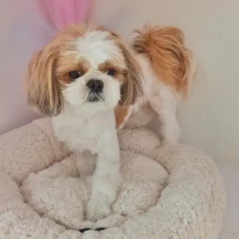 Lüleburgaz Pati Pet Kuaförü Spa Butik Petshop Club fotoğraf 5