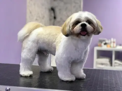 Petaverse Dog Grooming & Shop ŞİŞLİ NİŞANTAŞI PET KUAFÖR fotoğraf 2