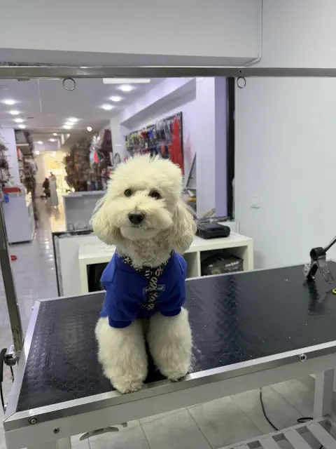 Petaverse Dog Grooming & Shop ŞİŞLİ NİŞANTAŞI PET KUAFÖR fotoğraf 3