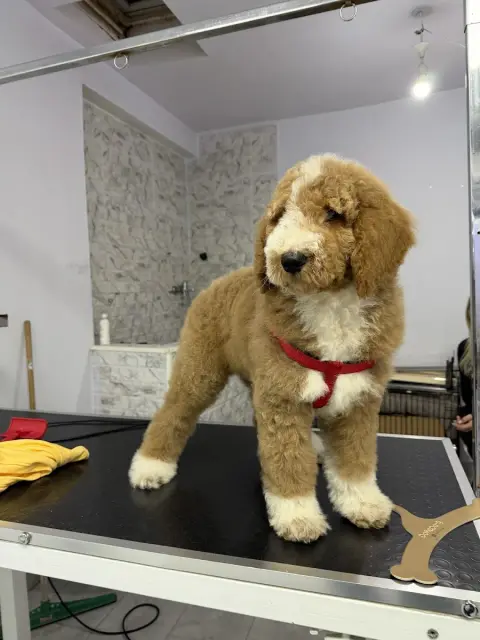 Petaverse Dog Grooming & Shop ŞİŞLİ NİŞANTAŞI PET KUAFÖR fotoğraf 5