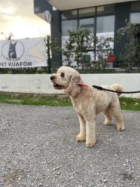 Bir-Can Pet Kuaför ve Pet Shop fotoğraf 4