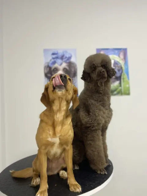 Bir-Can Pet Kuaför ve Pet Shop fotoğraf 5