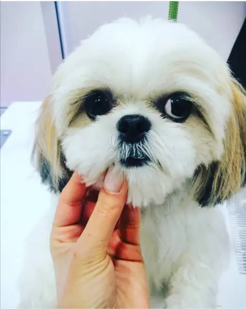 Denizli pet kuaförü fotoğraf 2