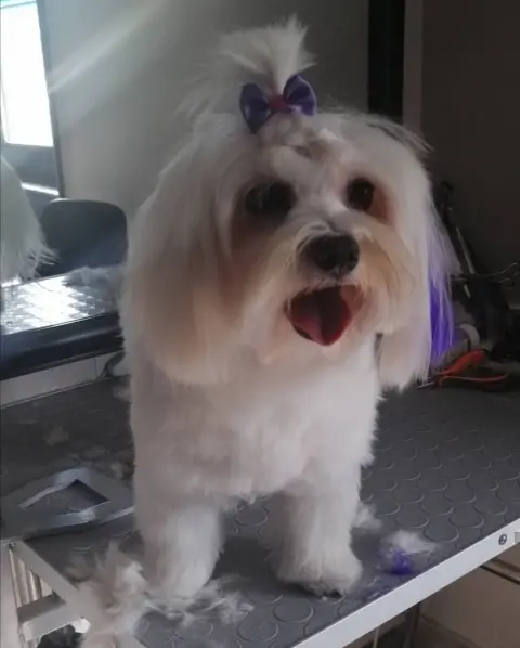 Denizli pet kuaförü fotoğraf 5