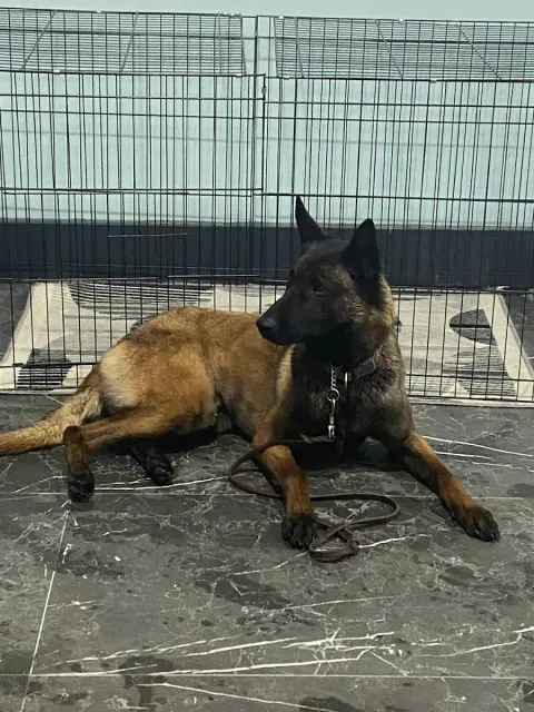 Pet styling-pet kuaför fotoğraf 2