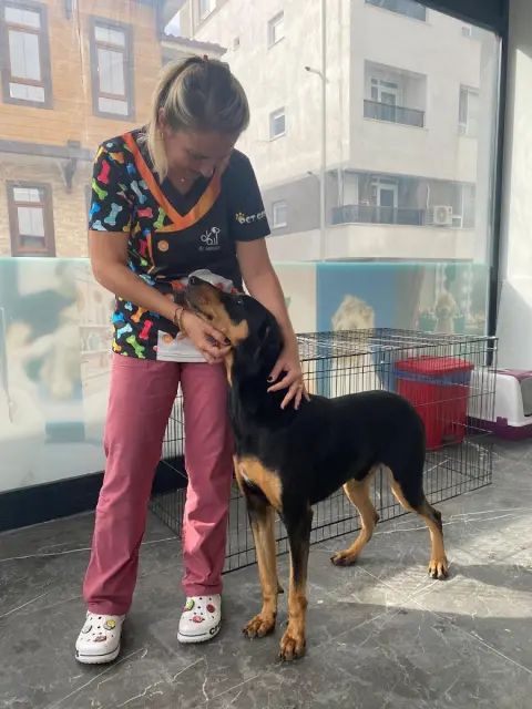 Pet styling-pet kuaför fotoğraf 3