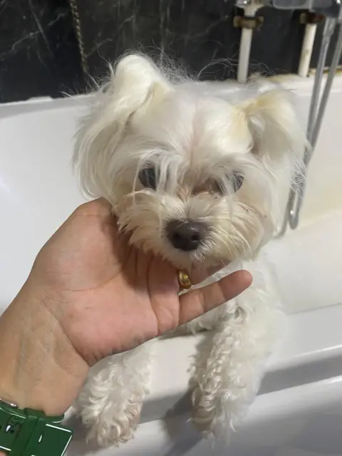 Pet styling-pet kuaför fotoğraf 4